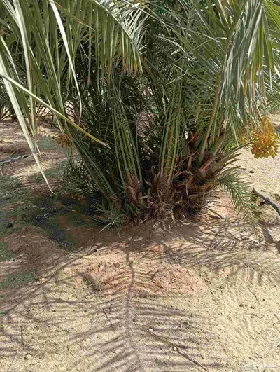 يوجد لدينا فروخ جميع انواع النخل من يحب يغرس نخل او فروخ 1