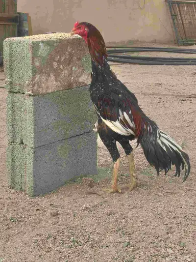 طقم سندي دم صافي من حلال غبشان 0