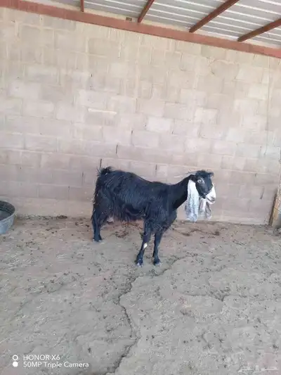 عنز عارضيه خصم وتيوس تربيه 0