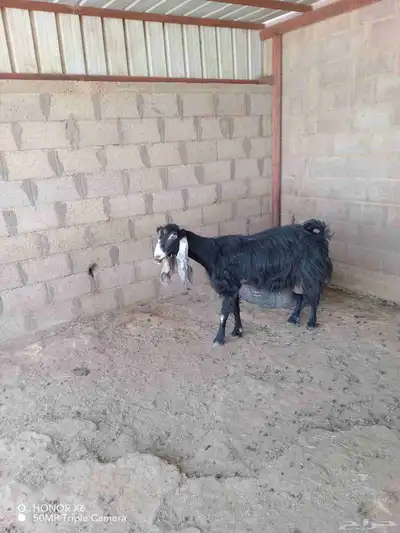 عنز عارضيه خصم وتيوس تربيه 2