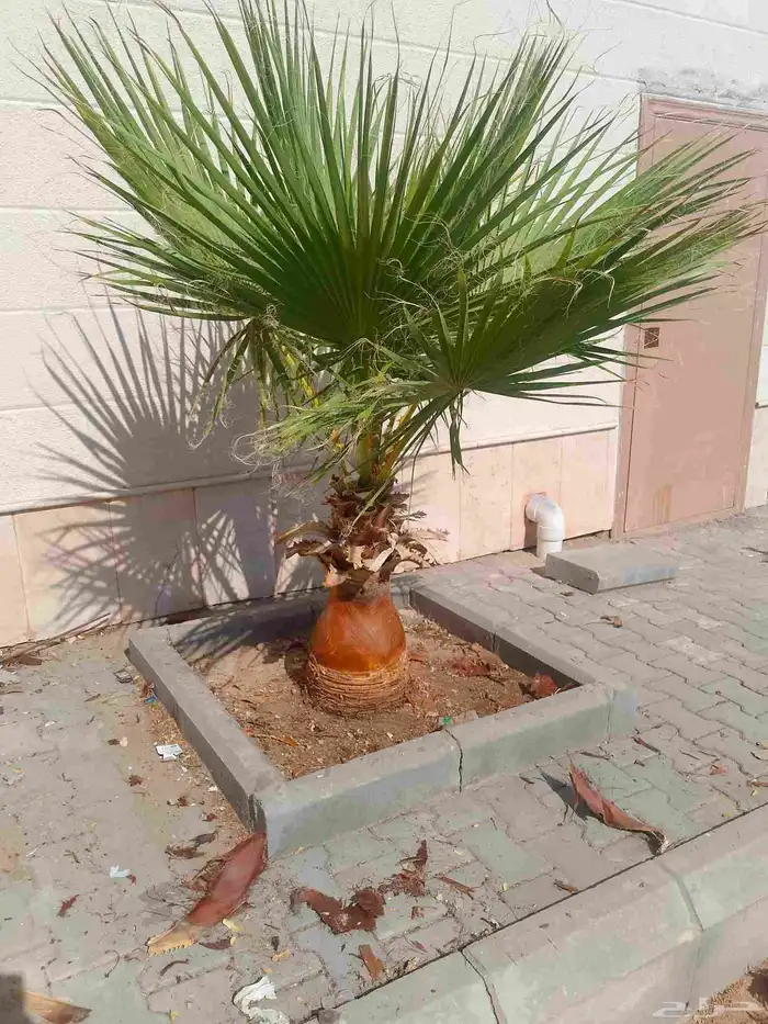 تكريب الواشنطونيا والنخيل وتنسيق الحدائق 5