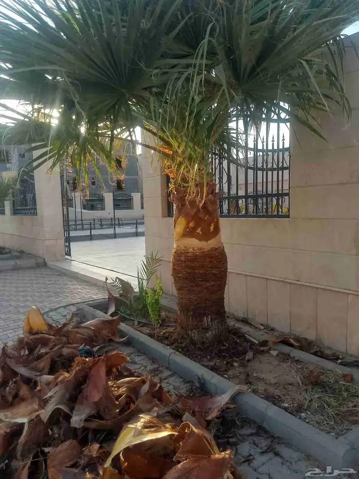 تكريب الواشنطونيا والنخيل وتنسيق الحدائق 1