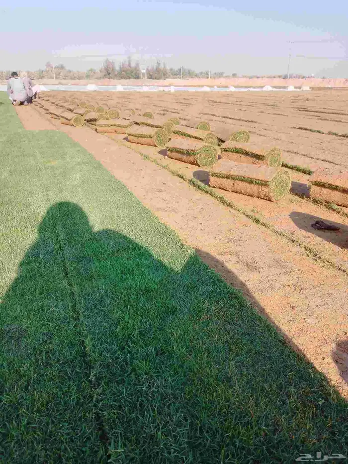 ثيل طبيعي الخرج الدرجه الاولى 7