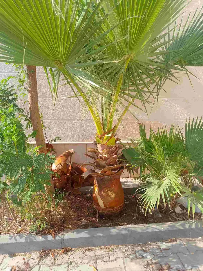 تكريب الواشنطونيا والنخيل وتنسيق الحدائق 4