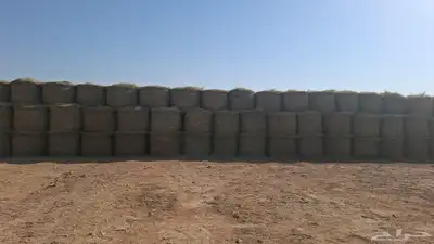 الفات رودس 0