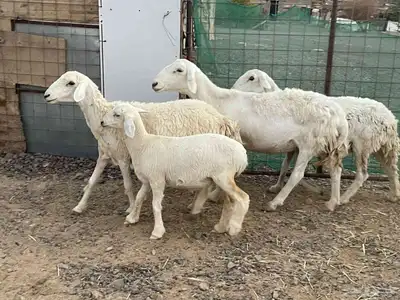 للبيع ضان حريات ثلاث معهن واحد 1
