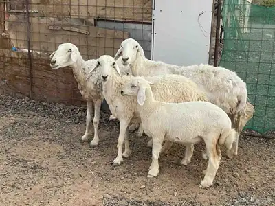 للبيع ضان حريات ثلاث معهن واحد 0