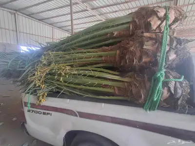 نخل متواجد في القنفذة بارق المضيليف 3