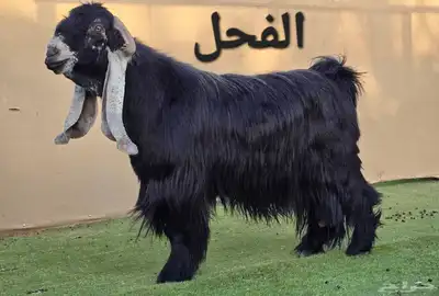 مشاريع وجفار عوارض صنف نوادر 0