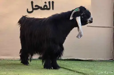 مشاريع وجفار عوارض صنف نوادر 2