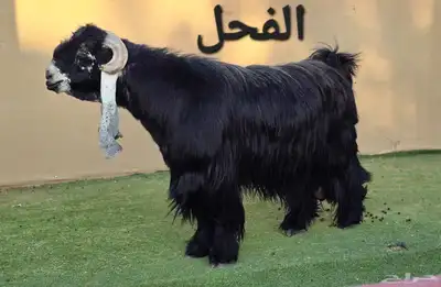 مشاريع وجفار عوارض صنف نوادر 1