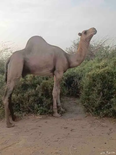 بعير اراكي 0