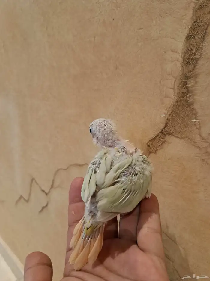 فروخ كنيور تم البيع 3