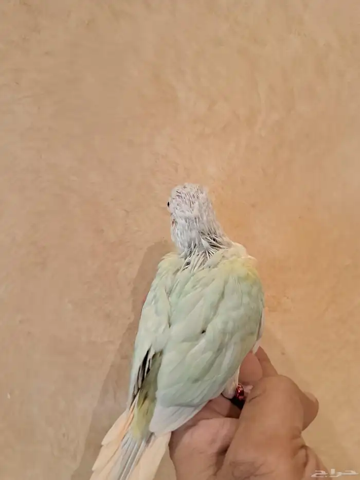 فروخ كنيور تم البيع 0