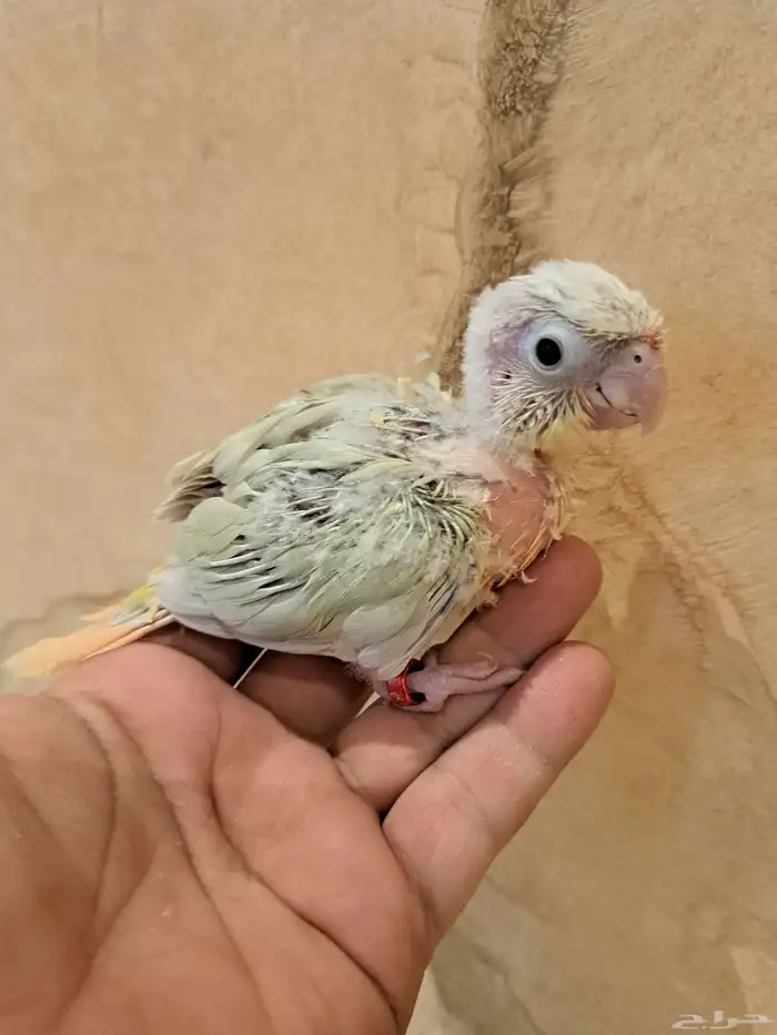 فروخ كنيور تم البيع 2