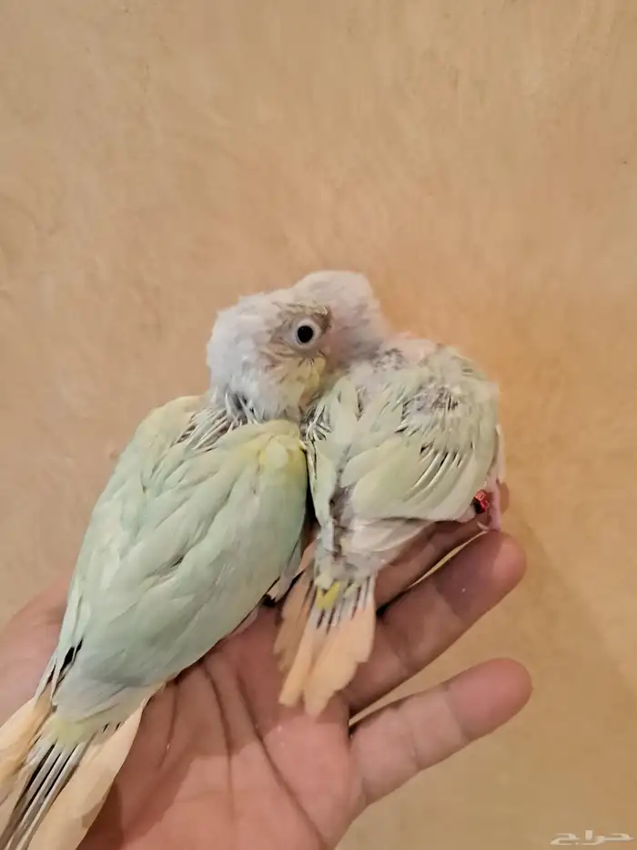 فروخ كنيور تم البيع 5