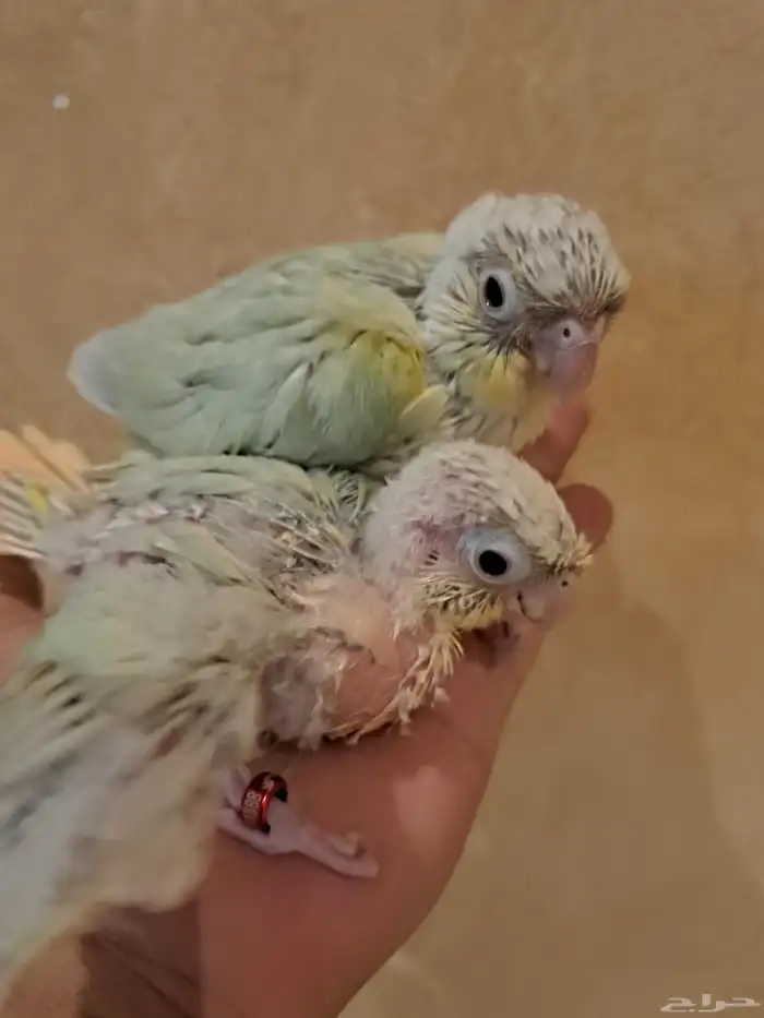 فروخ كنيور تم البيع 4