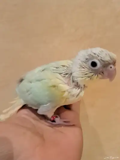 فروخ كنيور 1