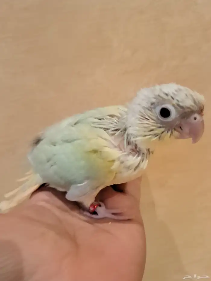 فروخ كنيور تم البيع 1