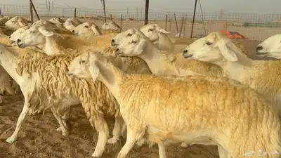 غنم حريات دفيع 0