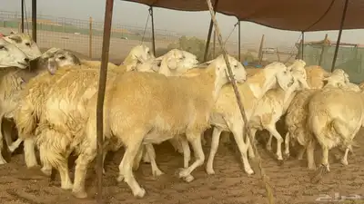 غنم حريات دفيع 1