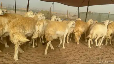 غنم حريات دفيع 3