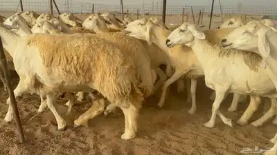 غنم حريات دفيع 2