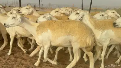 غنم حريات دفيع 4