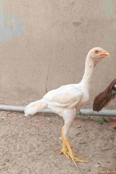 دجاج باكستاني 2
