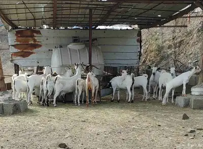 غنم قنوه للبيع 6