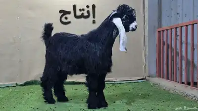 مشاريع وجفار عوارض صنف نوادر 6