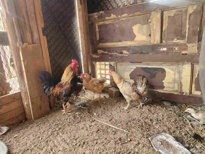 دجاج بلدي 3