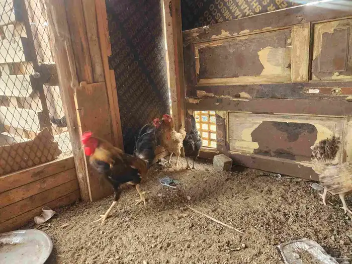 دجاج بلدي 1