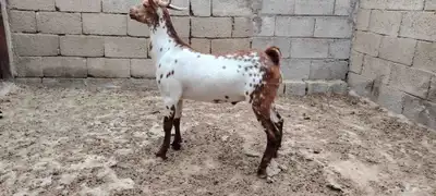 تيس ذبح او فحل صنف شرط السن جذع يوجد فديو لمن أراد 1