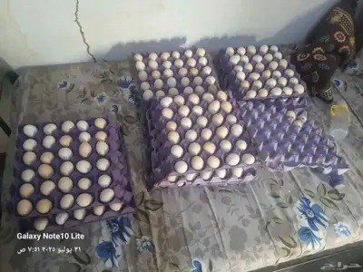 يوجد لدينا بيض بلدي مخصب 0