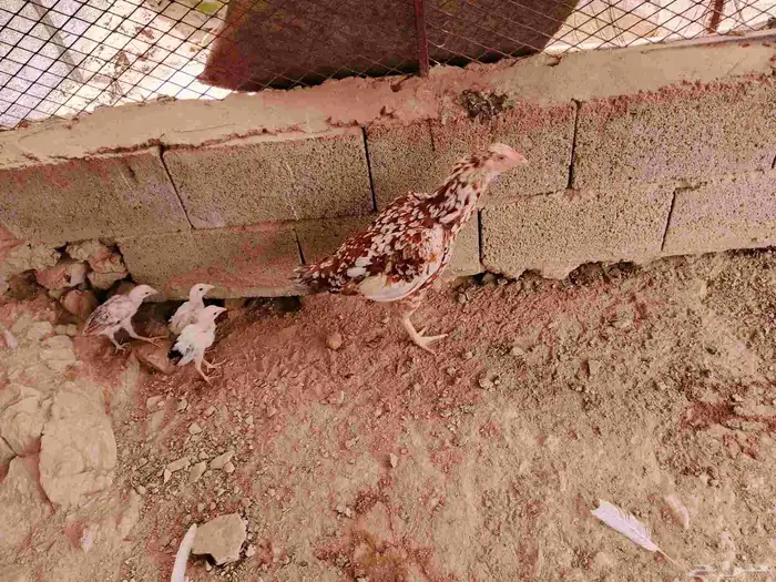 دجاجه سندي بيور 0