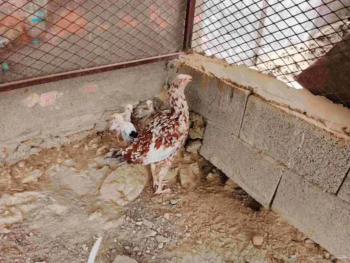 دجاجه سندي بيور 3