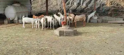 غنم قنوه للبيع 5