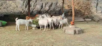 غنم قنوه للبيع 4