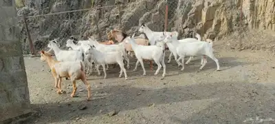 غنم قنوه للبيع 0