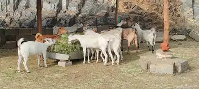 غنم قنوه للبيع 3