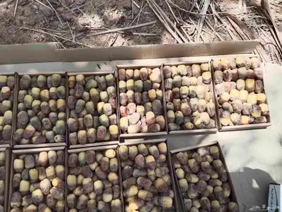 يوجد تمر هشيشي للبيع 0