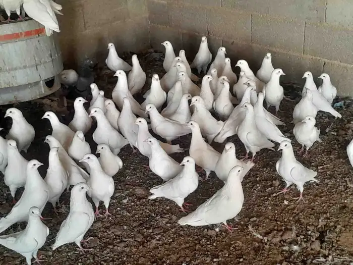 حمام فرنسي 0