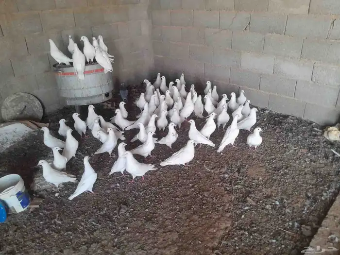 حمام فرنسي 4