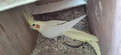 جوز كروان منتج واحتمال يبيض 2