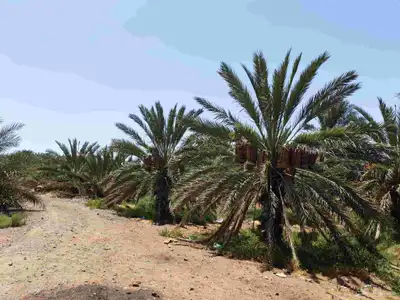 مزرعة بالمليليح المليليح عجوه صفاوي 4