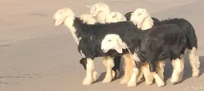رخار نجد العدد 5 رخال 1 خاروف 1