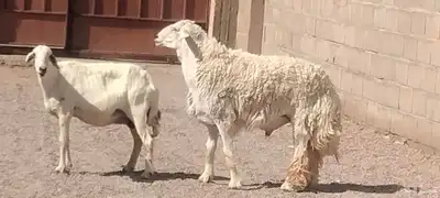 فحل حري مشروط النسف والقريع السن رباع 5