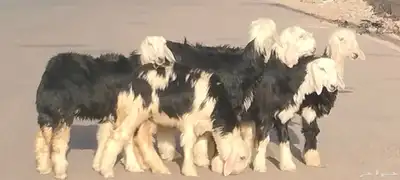 رخار نجد العدد 5 رخال 1 خاروف 3