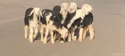رخار نجد العدد 5 رخال 1 خاروف 8